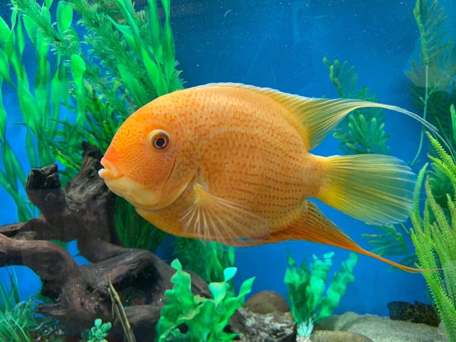 Banded cichlid