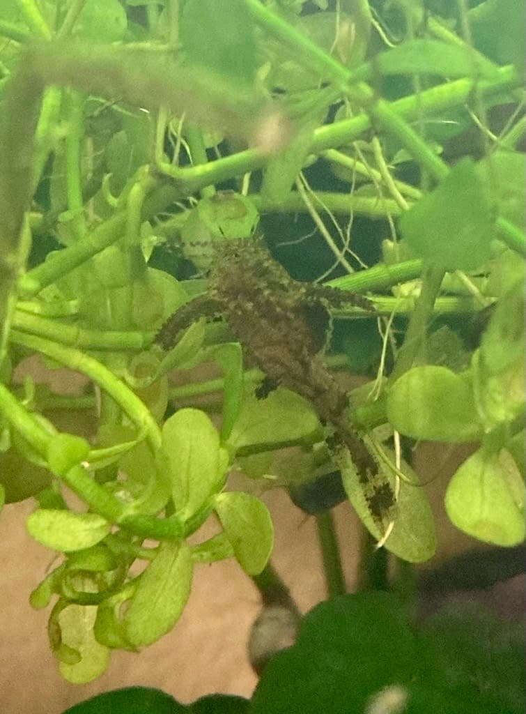 Asian Stone Catfish