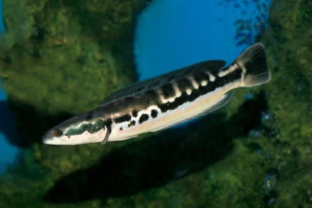 Indonesian snakehead