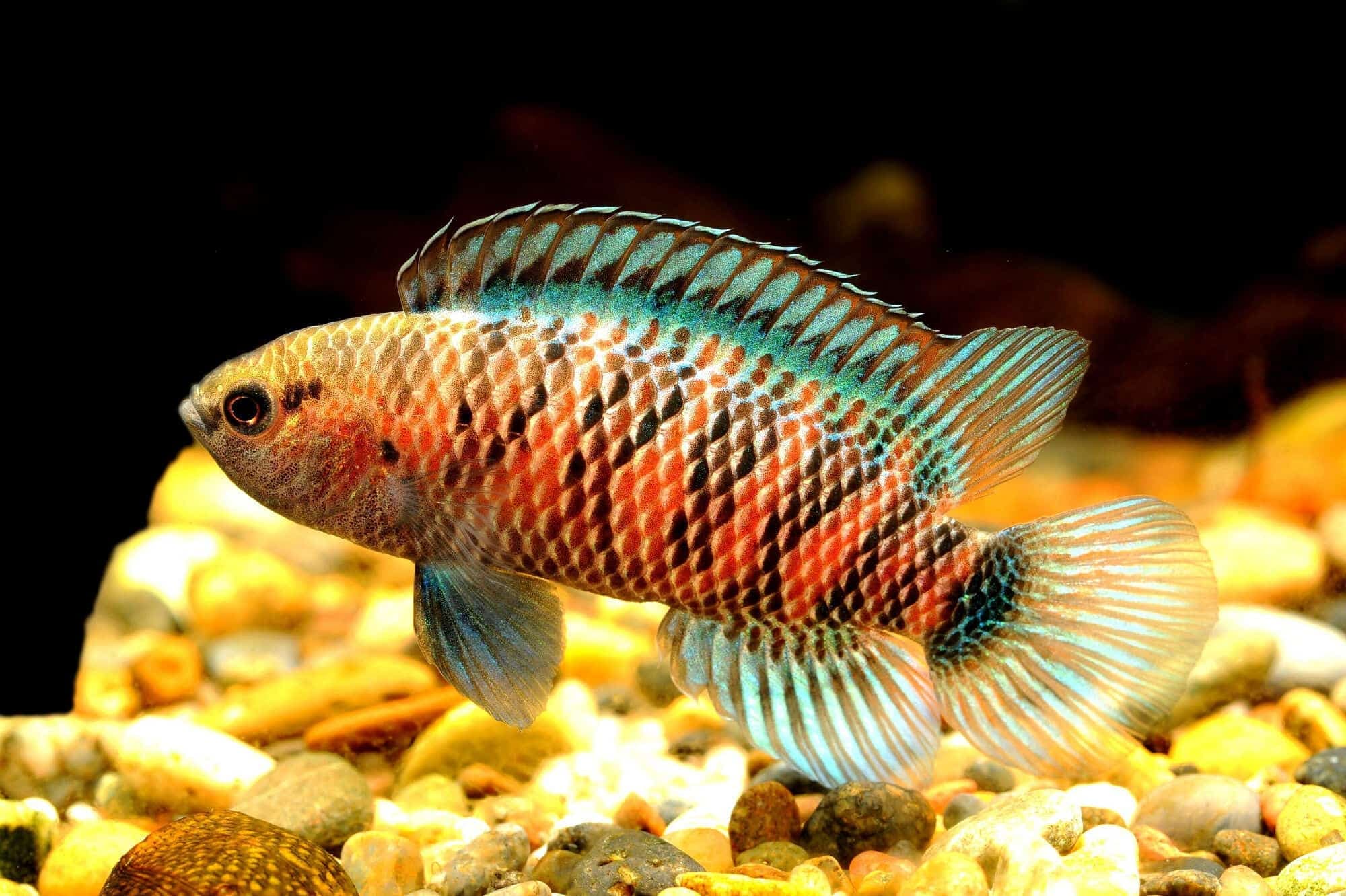 Badis